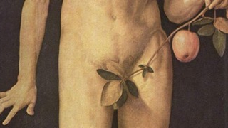 Genitals In Genesis